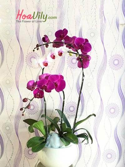 Chậu lan hồ điệp tím - Hạnh phúc ngọt ngào