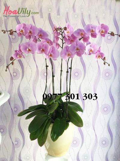 Chậu lan hồ điệp tím hồng - Thay loi muốn nói