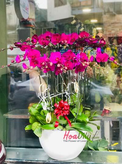 Chậu lan hồ điệp tím - Nét lãng mạn