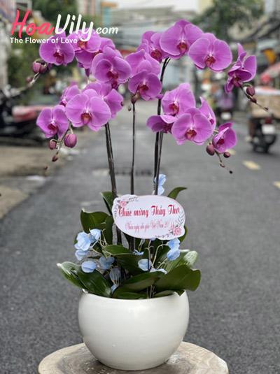 Chậu lan hồ điệp tím - Sắc thịnh vượng