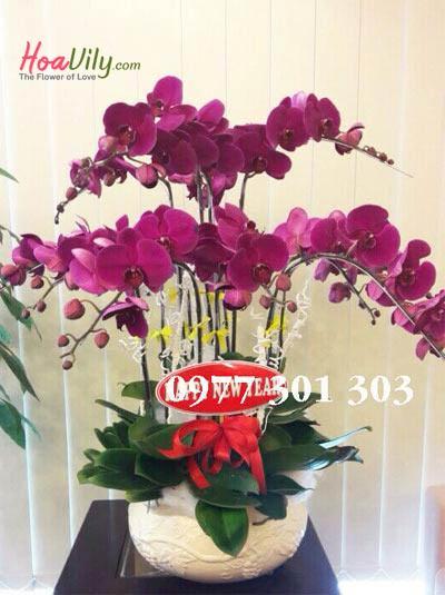 Chậu lan hồ điệp tím - Sắc tím yêu thương
