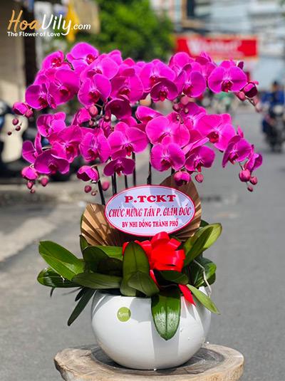 Chậu lan hồ điệp tím - Thăng tiến