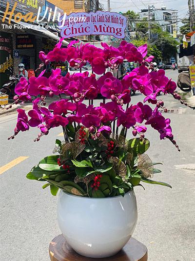 Chậu lan hồ điệp tím - Thành sự vang danh