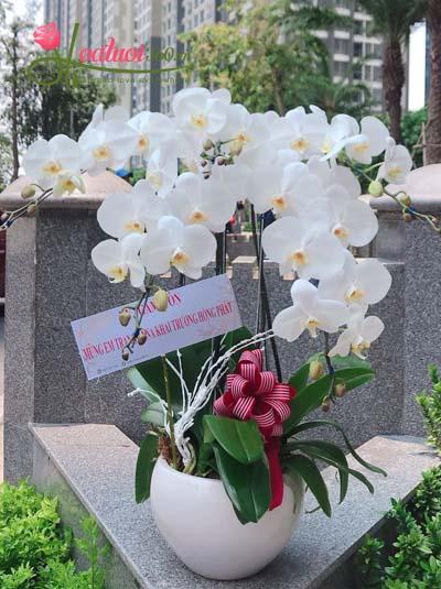 Chậu lan hồ điệp trắng 5 nhánh