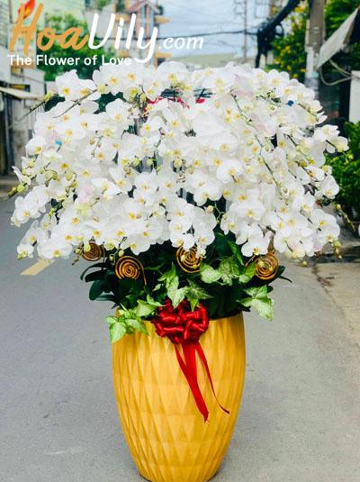 Chậu lan hồ điệp trắng - Cao quý