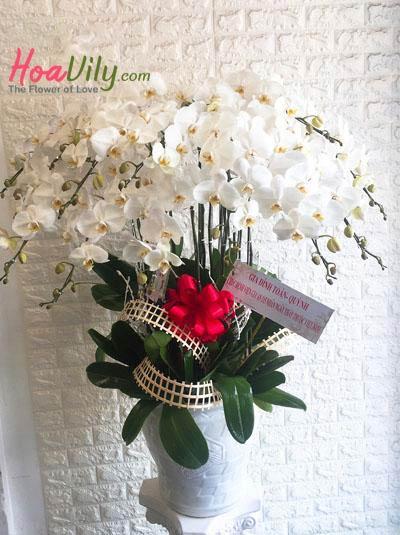 Chậu lan hồ điệp trắng- Chúc mừng khai trương