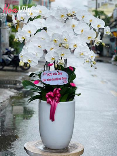 Chậu lan hồ điệp trắng - Cung hỷ phát tài