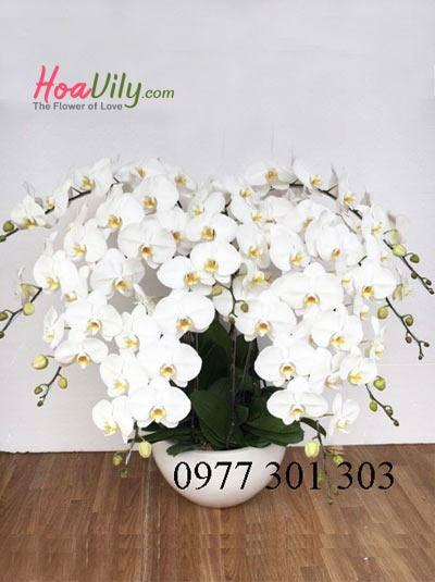 Chậu lan hồ điệp trắng đẹp nhất