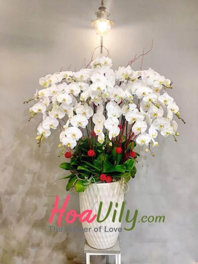 Chậu lan hồ điệp trắng- Đỉnh cao của sự sang trọng