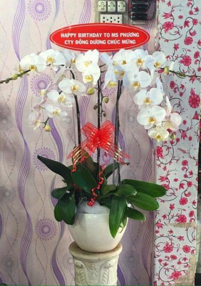 Chậu lan hồ điệp trắng - Hạnh phúc dung dị