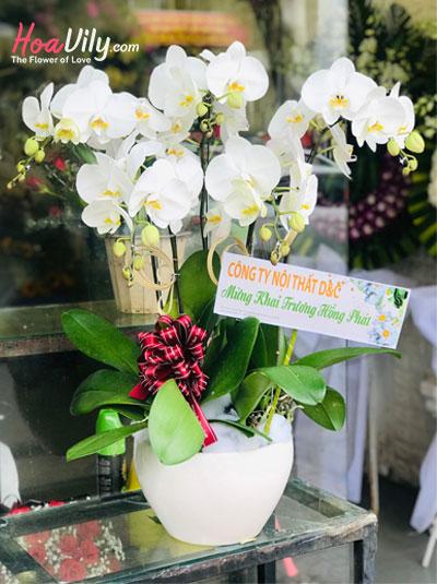 Chậu lan hồ điệp trắng - Khởi đầu tươi tắn