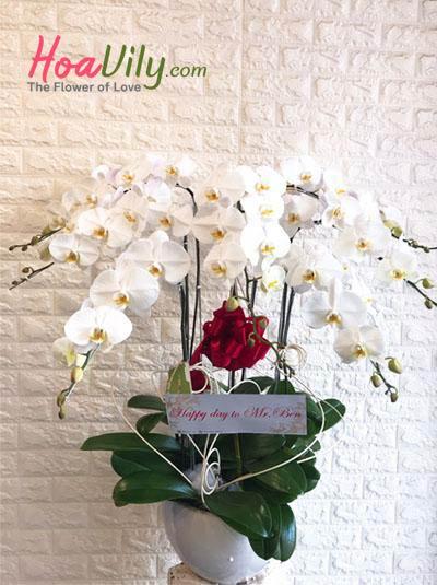 Chậu lan hồ điệp trắng- Nét đẹp sang trọng