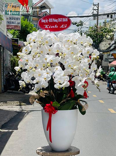 Chậu lan hồ điệp trắng - Ngày nắng