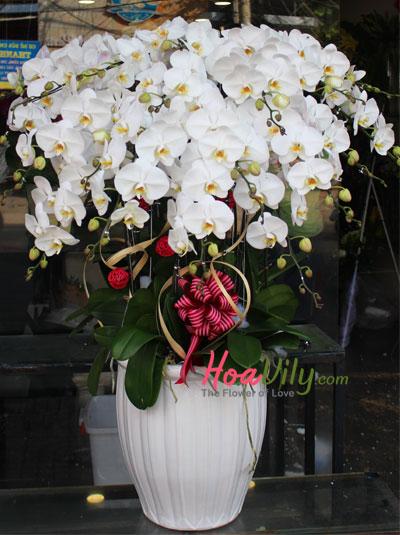 Chậu lan hồ điệp trắng - Phú quý cát lộc