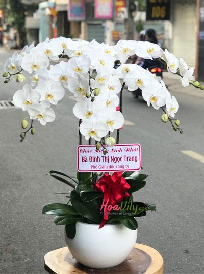 Chậu lan hồ điệp - Trắng sang trọng