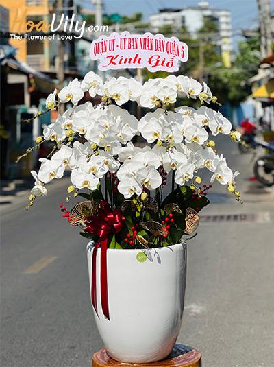 Chậu lan hồ điệp trắng - Sự chân thành