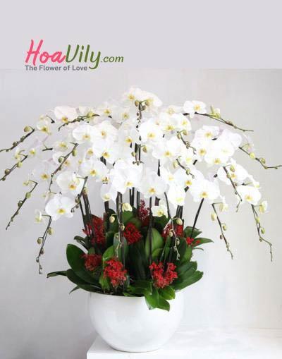 Chậu lan hồ điệp trắng- Sự sang trọng và đẳng cấp