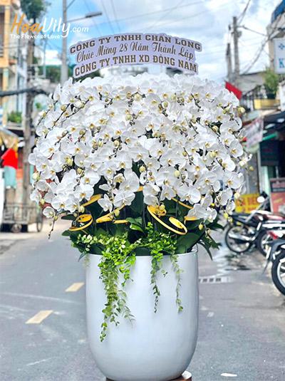 Chậu lan hồ điệp trắng - Sung túc vẹn toàn