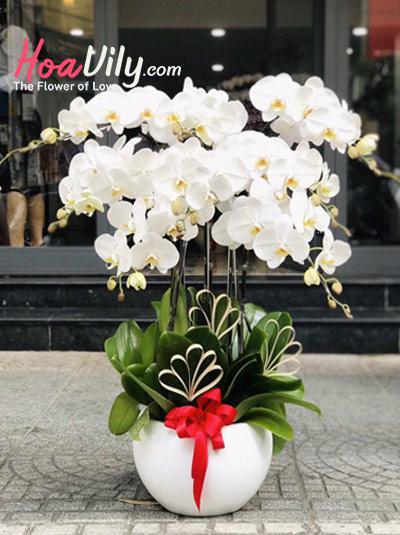 Chậu lan hồ điệp trắng - Tài lộc may mắn