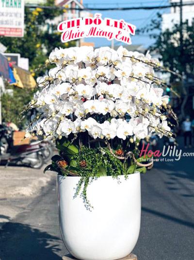 Chậu lan hồ điệp trắng - Tài vô lộc đến