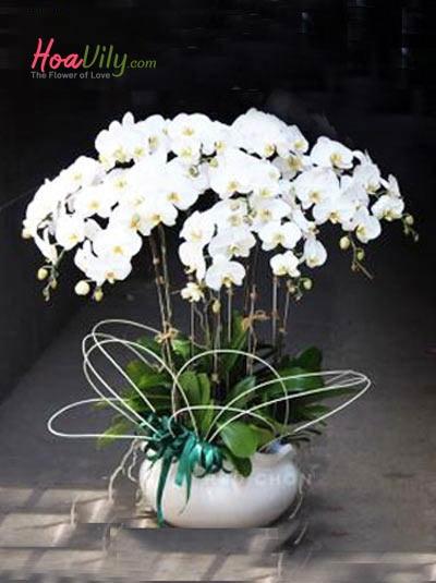 Chậu lan hồ điệp trắng tặng khai trương
