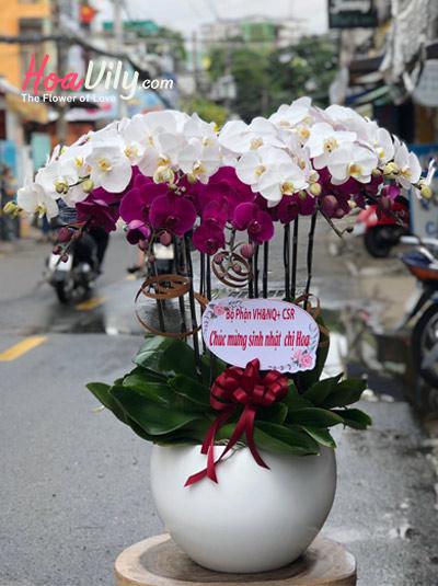Chậu lan hồ điệp trắng tím kết hợp - Khúc giao mùa