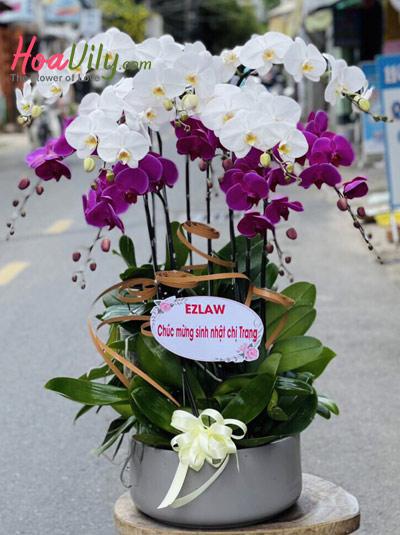 Chậu lan hồ điệp trắng tím - Khát khao