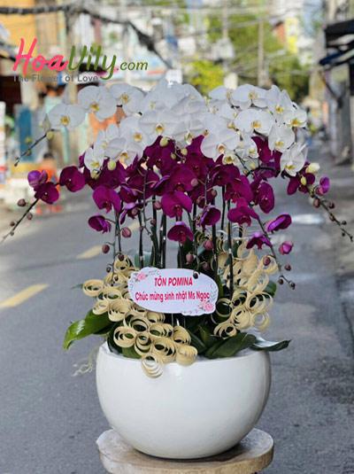 Chậu lan hồ điệp trắng tím - Phúc mãn đường
