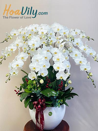 Chậu lan hồ điệp trắng - Tương lai huy hoàng