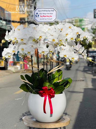 Chậu lan hồ điệp trắng - Vạn điều tốt đẹp