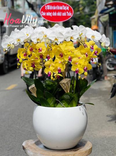 Chậu lan hồ điệp trắng vàng kết hợp -Lộc tài trọn vẹn