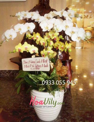 Chậu lan hồ điệp trắng vàng kết hợp- Phú quý gõ cửa