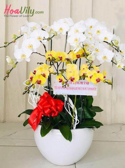 Chậu lan hồ điệp trắng vàng kết hợp
