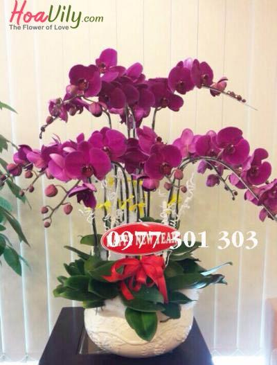 Chậu lan hồ điệp - Trọn tình