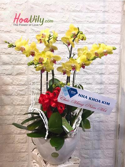 Chậu lan hồ điệp vàng 6 cành chưng tết - Phú Quý