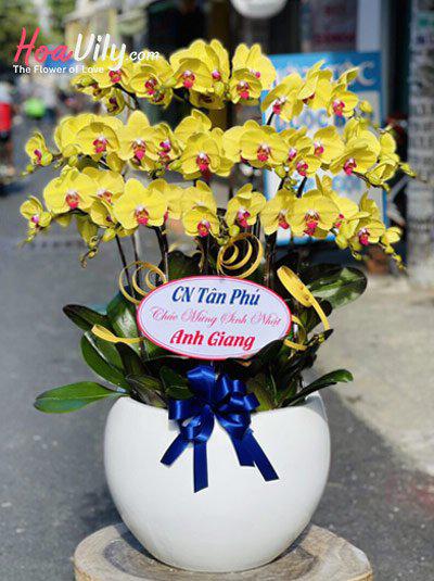 Chậu lan hồ điệp vàng - Ánh Dương