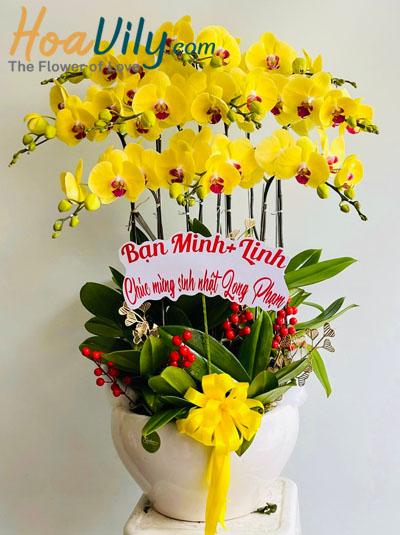 Chậu lan hồ điệp vàng - Có tiền có tài