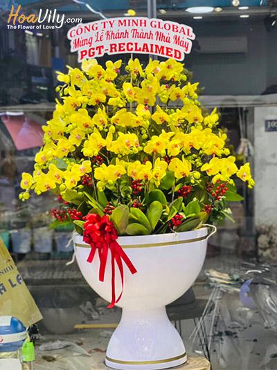 Chậu lan hồ điệp vàng - Cuộc sống viên mãn