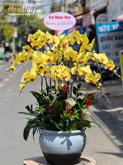 Chậu lan hồ điệp vàng - Đa lộc đa tài