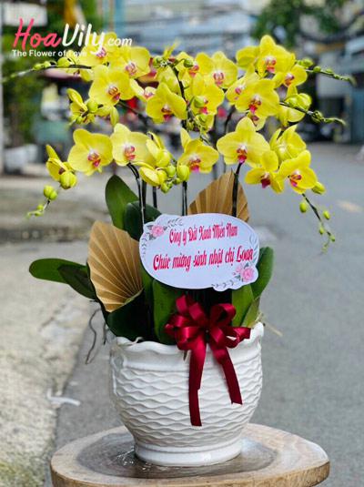 Chậu lan hồ điệp vàng - Đắc lộc