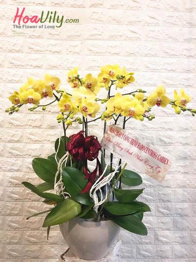 Chậu lan hồ điệp vàng- Đón chào ngày mới