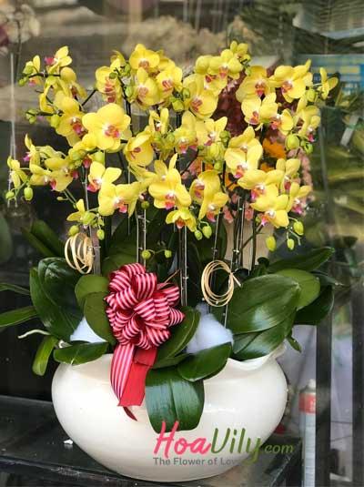 Chậu lan hồ điệp vàng - Đón tài lộc