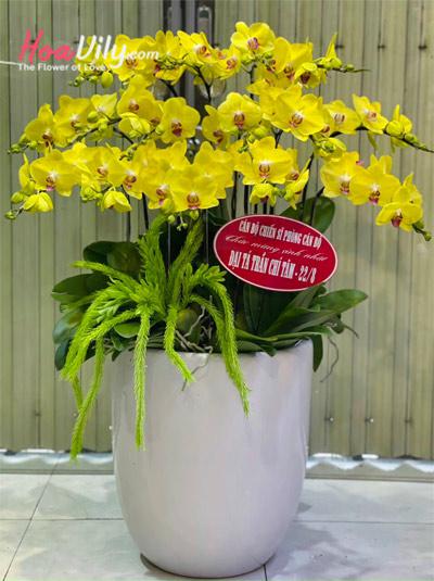 Chậu lan hồ điệp vàng - Hoàng kim