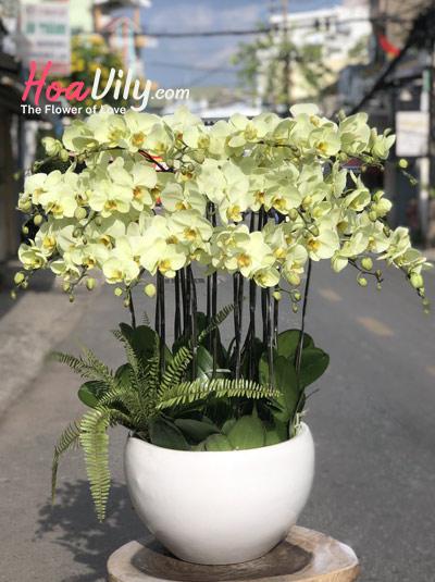 Chậu lan hồ điệp vàng - Khang thịnh