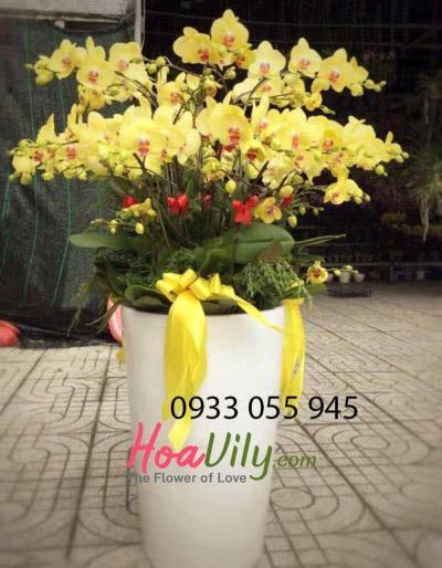 Chậu lan hồ điệp vàng- kim quý