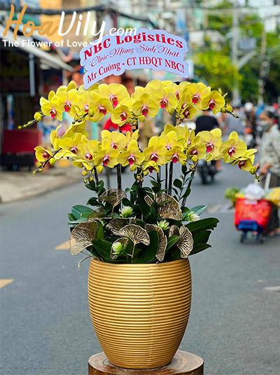 Chậu lan hồ điệp vàng - Lộc vô tài đến