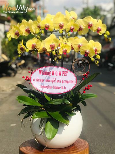 Chậu lan hồ điệp vàng - Lời chúc tốt đẹp
