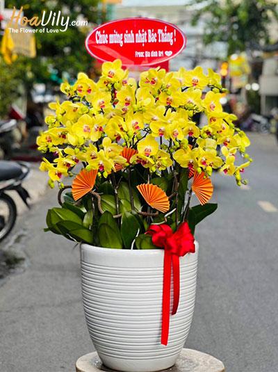 Chậu lan hồ điệp vàng - Mãi mãi vui khỏe