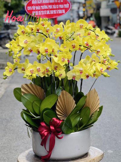 Chậu lan hồ điệp vàng - Mùa hoa nở