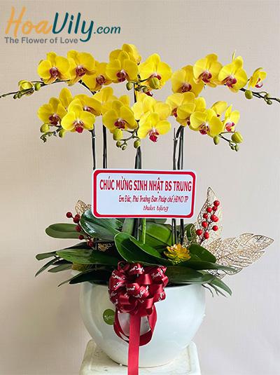 Chậu lan hồ điệp vàng - Phúc trường thọ